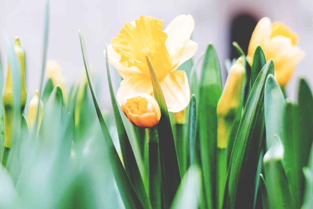 Yellow Flowers