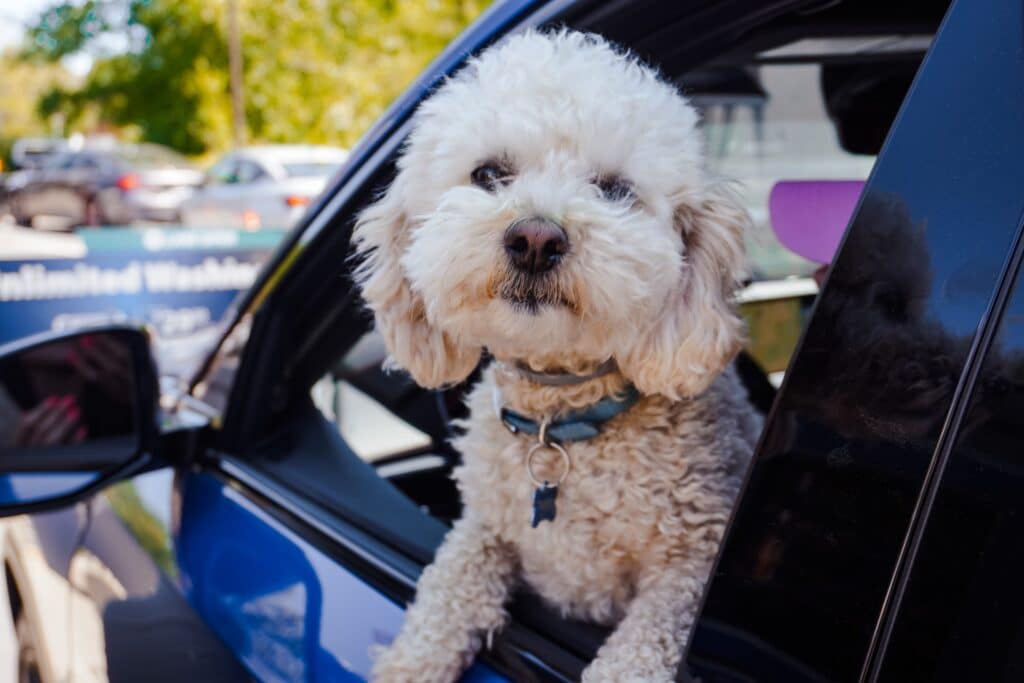 Photo of a dog with its head out the window of a car