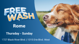A dog with it's head out of a car window with the word Free Wash Rome